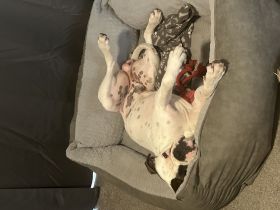 Boxer / American Bulldogge , luciano sucht ein neues Zuhause