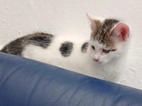 Zwei kleine Kätzchen