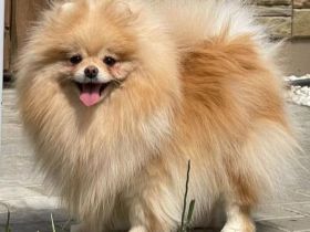 Pomeranische Spitzwelpen