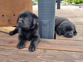 Labrador Retriever Welpen  Hündin