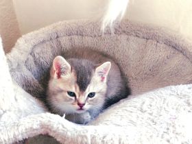 Reinrassige Bkh kitten