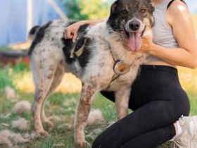 Aktiver und liebevoller Moano sucht sein Zuhause