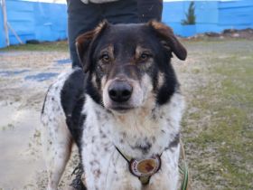 Aktiver und liebevoller Moano sucht sein Zuhause