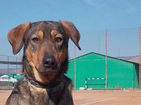 freundliche Lima wartet auf ihre Menschen