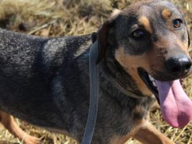 Freundliche Lima wartet auf ihre Menschen