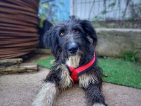 Schenkst du Sava ein Ticket ins Glück?