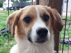 KIMBY  ca. 1-jährige, bildschöne Jung-Hündin, ca.51 cm, sucht ihre Menschen