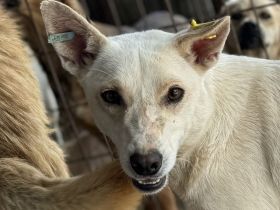 NOEMI  ca. 1 1/2-jährige, sensible, schöne Hündin, ca.47 cm, braucht etwas Zeit zum Auftauen