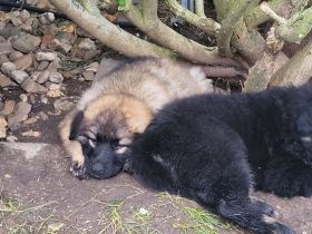 Schäferhund Welpen, Langstockhaar