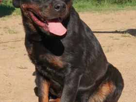 Rottweiler Hündin sucht gutes Zuhause