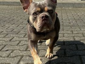 Französische Bulldogge Deckrüde Isabella Cherry Tan mit Stammbaum
