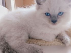 Reinrassige Ragdoll Kitten suchen ein neues Zuhause
