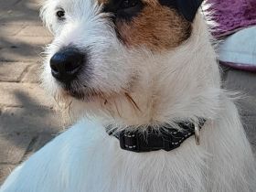 Wunderschöner, charaktervoller Rauhaar Jack Russell Deckrüde mit Stammbaum!