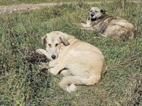 Junghund Fred sucht ein Zuhause. Adopt don´t shop