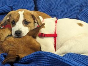 Verspielter "Heini" sucht sein Zuhause