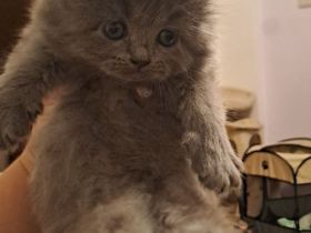 Birma- Perser Kätzcher