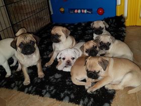 Mopszucht vom Stromberg