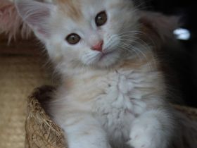 Maine Coon Kitten