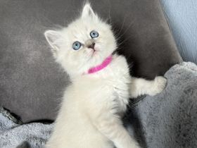 Reinrassige Neva-Masquarade-Kitten/Sibirische Waldkatze