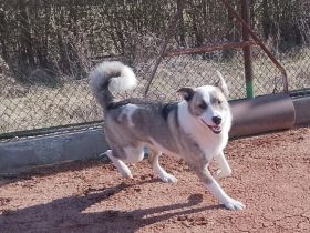 Die freundliche Isis sucht ihre Familie!