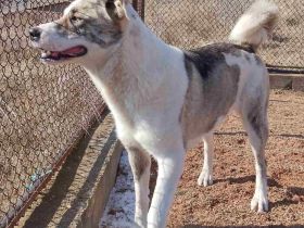 Die freundliche Isis sucht ihre Familie!