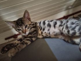 Bengal Kater