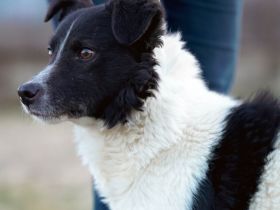 Bringst du das Glück zu Tyson?