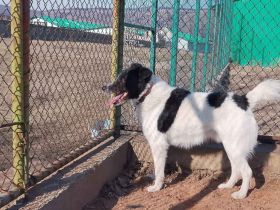 Bringst du das Glück zu Tyson?