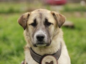 Unser lustiger Jalo sucht sein Für-Immer-Zuhause! Adopt. Don´t shop.