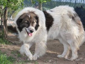 Hilda, die Große sucht ein Zuhause