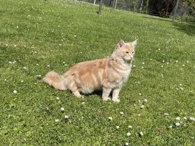 Hübscher Deckkater Simba wartet sehnsüchtig auf eine Katzendame, der er seine Gunst erweisen kann!