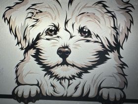 Bolonka Zwetna Babys suchen ihre Familie