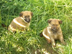 Schafpudel weizenfarben Altdeutscher Hütehund Arbeitslinie