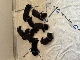 Reinrassige Labradorwelpen