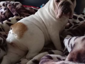 Suchen dringend neues zuhause für englische Bulldoggen dame