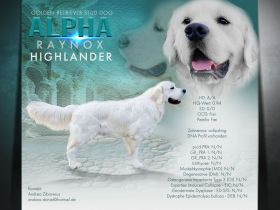 Wunderschöner Deckrüde