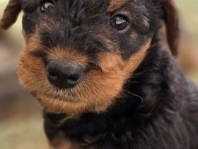 Airedale Welpen mit FCI/VDH KfT Papieren auf Entdeckungstour