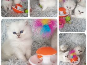 BKL BLACK SILVER SHADED POINT