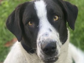 Penny, geb. ca. 05/2023, lebt in GRIECHENLAND, im städt. Tierheim Serres