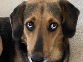 Juna, geb. ca. 05/2021, lebt in GRIECHENLAND, im städt. Tierheim Serres