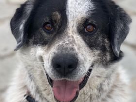 Pavlos, geb. ca. 05/2021, lebt in GRIECHENLAND, auf einer privaten Pflegestelle