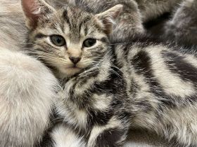 Katzenbabys abzugeben