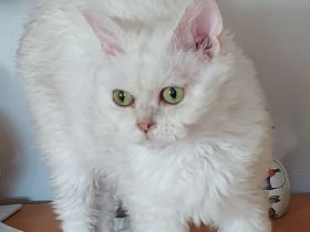 Selkirk Rex Kätzchen mit Ahnentafel