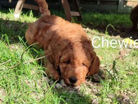 Wunderschöne Pudelwelpen in Sondergröße abzugeben