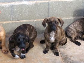 Brigitte, Bardot, Baya und Buzz; Mischlinge