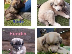 Welpen in liebevolle Hände abzugeben