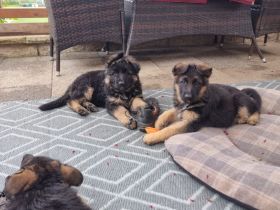 Altdeutscher Schäferhund - Welpen zu verkaufen