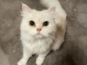 1 Perser Katze 1 Perser Kater