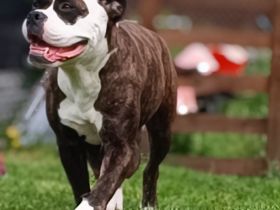 Old English Bulldog Welpen