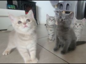 3 BKH♡Kitten♡weiblich♡dürfen ab sofort umziehen!!!!